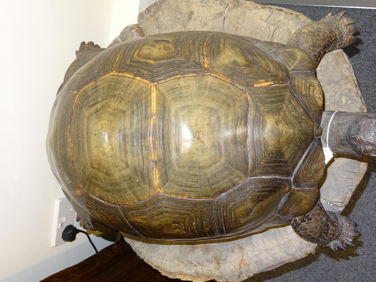 λ A rare 19th century taxidermied specimen of a Galápagos Island giant tortoise (Geochelone - Image 13 of 22