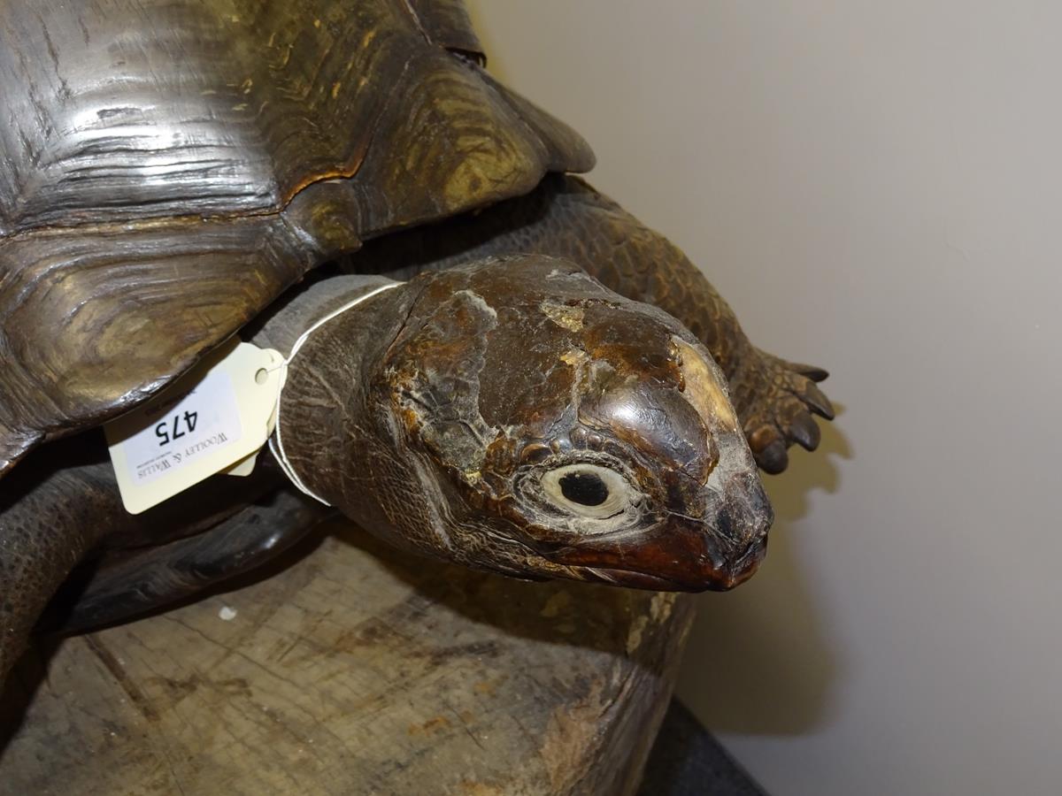 λ A rare 19th century taxidermied specimen of a Galápagos Island giant tortoise (Geochelone - Image 10 of 22