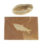 Two fish fossils, one in a rectangular plaque, probably Eocene period, Green River, Wyoming, 18cm