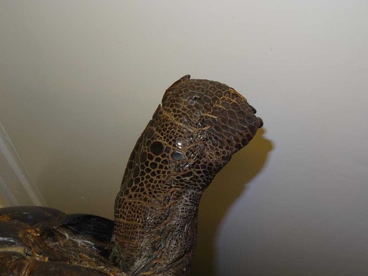 λ A rare 19th century taxidermied specimen of a Galápagos Island giant tortoise (Geochelone - Image 21 of 22