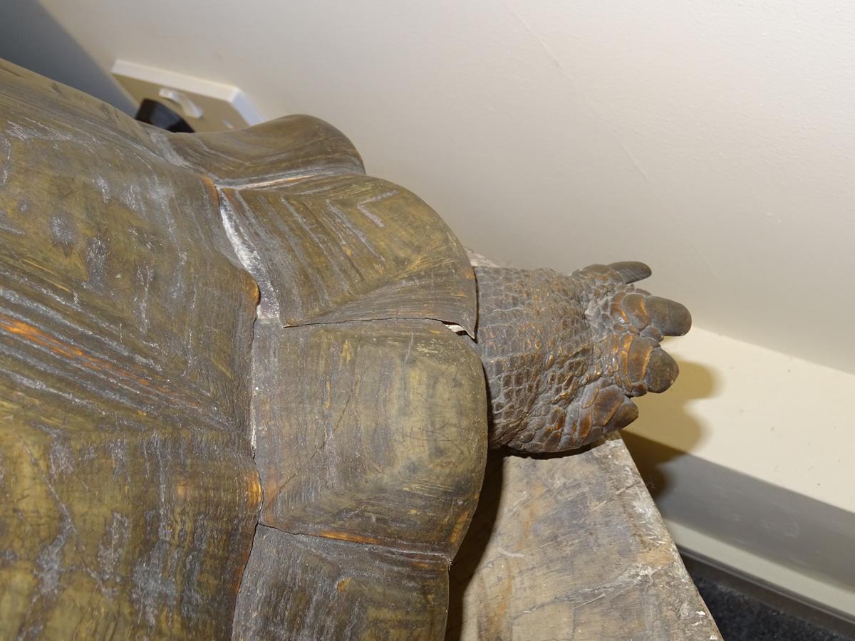 λ A rare 19th century taxidermied specimen of a Galápagos Island giant tortoise (Geochelone - Image 14 of 22