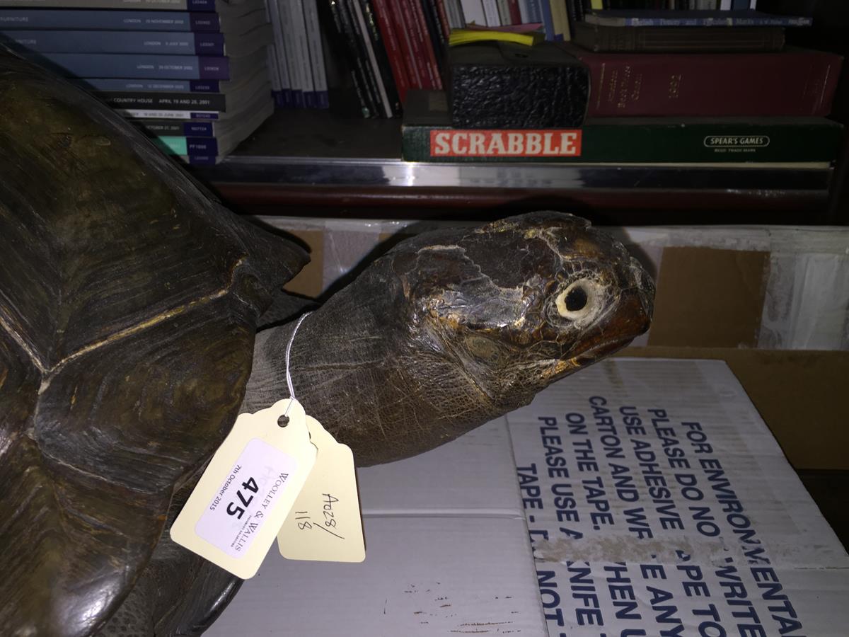 λ A rare 19th century taxidermied specimen of a Galápagos Island giant tortoise (Geochelone - Image 2 of 22