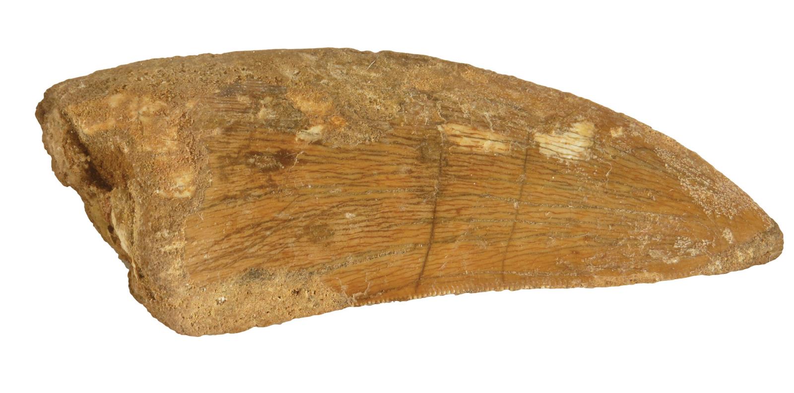 A fossilized Carcharodontosaurus saharicus tooth, from a Theropod dinosaur, c.100-93 million years