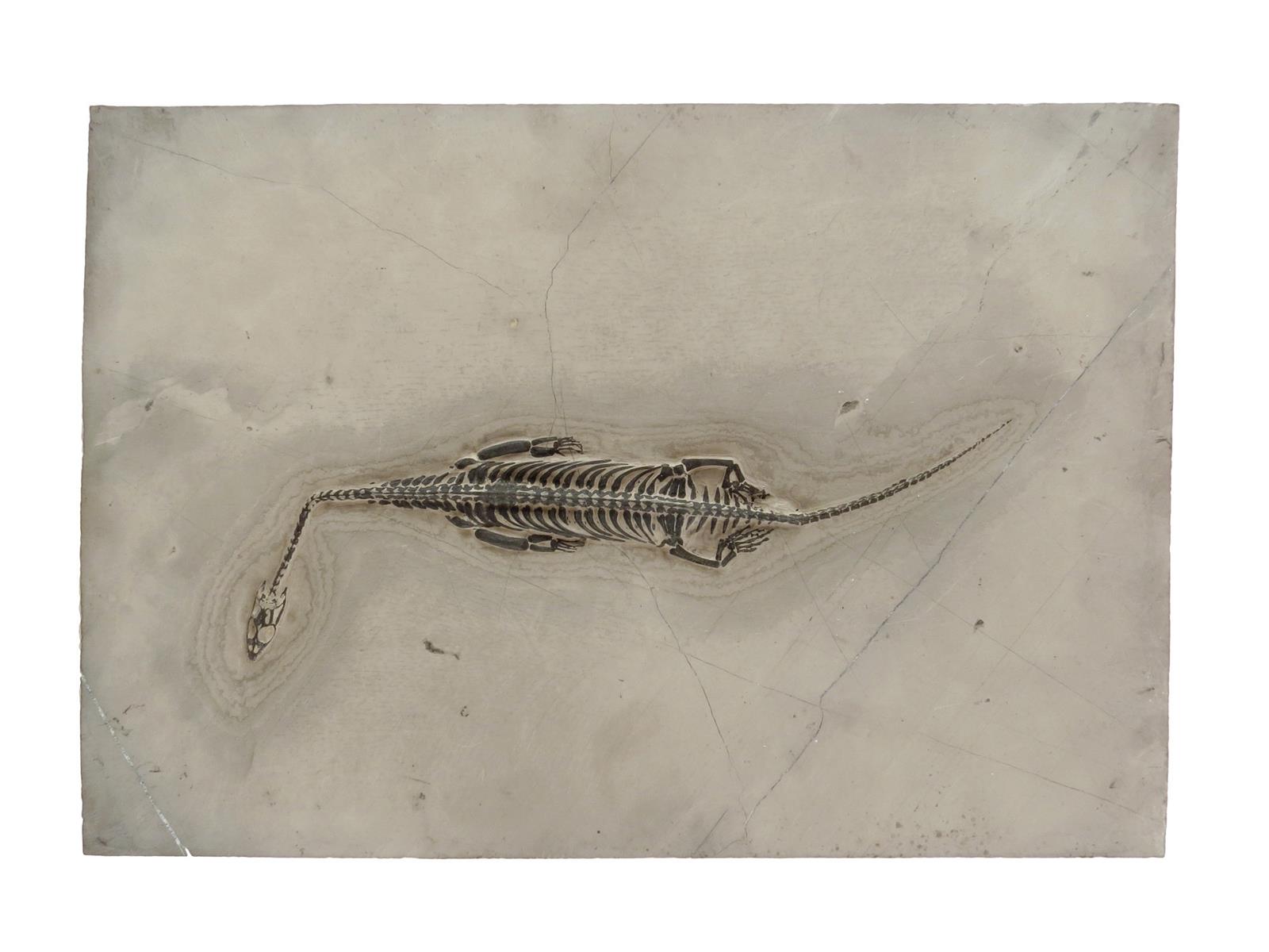 A Keichousaurus hui fossil, set in a stone plaque, 22.5 x 32.5cm.