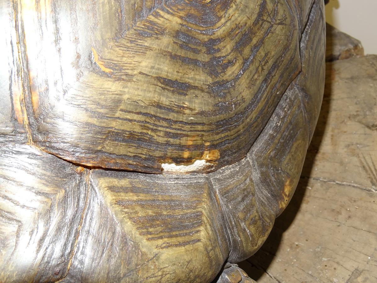 λ A rare 19th century taxidermied specimen of a Galápagos Island giant tortoise (Geochelone - Image 12 of 22