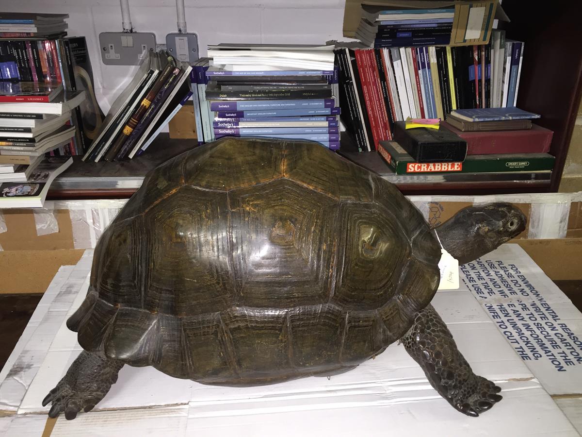 λ A rare 19th century taxidermied specimen of a Galápagos Island giant tortoise (Geochelone - Image 6 of 22