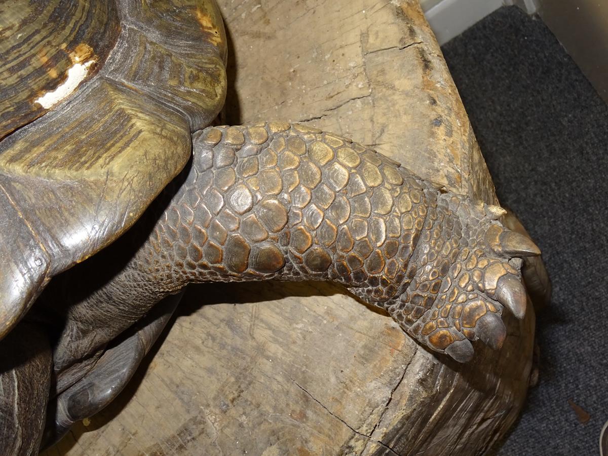 λ A rare 19th century taxidermied specimen of a Galápagos Island giant tortoise (Geochelone - Image 15 of 22