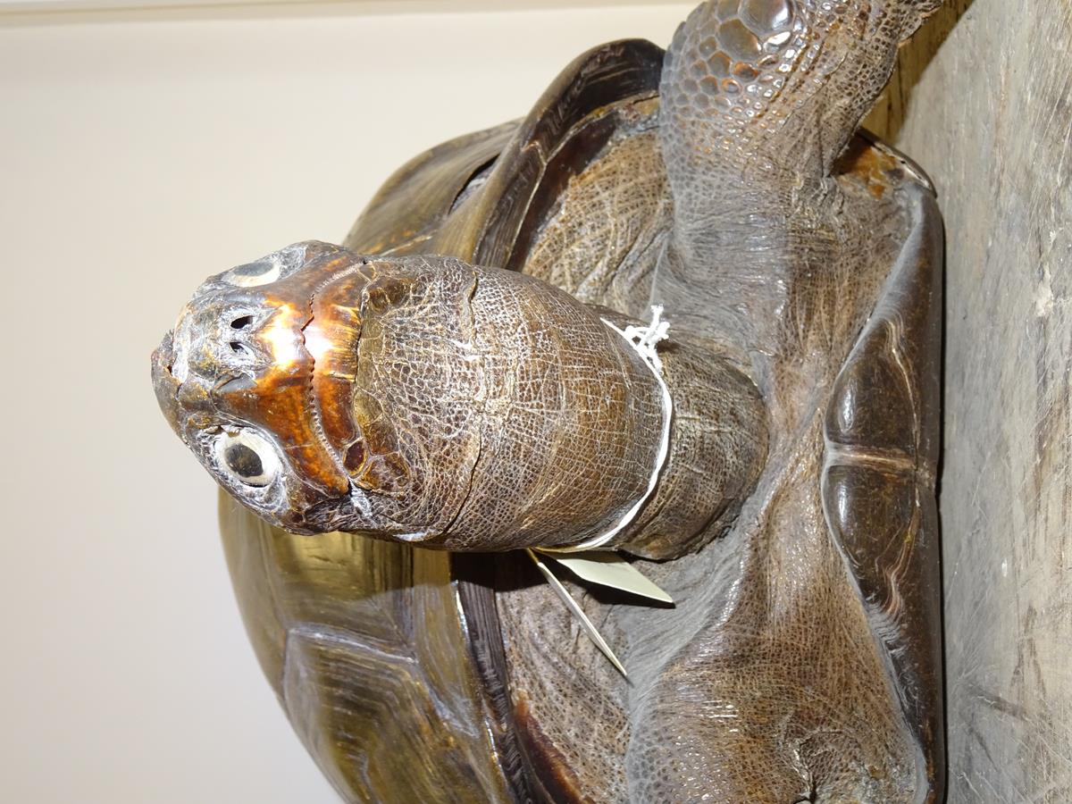 λ A rare 19th century taxidermied specimen of a Galápagos Island giant tortoise (Geochelone - Image 18 of 22