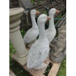 Three life size painted cast composition stone garden ornaments in the form of geese in standing