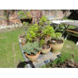 One lot of weathered mainly contemporary terracotta planters of varying design, one of oval form