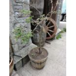 A coopered type banded tub planted with a small established fruit tree