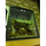 An antique cased taxidermy study of a fruit pigeon depicted seated amongst a mossy ground set before