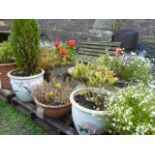 A pair of weathered cast composition stone garden planters of oviform with relief lattice detail,