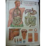 A collection of eight early 20th century medical instruction posters on canvas backing showing