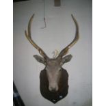 A stag's head with antlers mounted on a shield shaped board