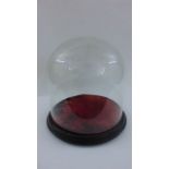 A Victorian glass dome raised on a turned timber base, 30 cm diameter approximately