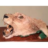 Large Taxidermy Lion Head To bid live please visit www.yeovilauctionrooms.com