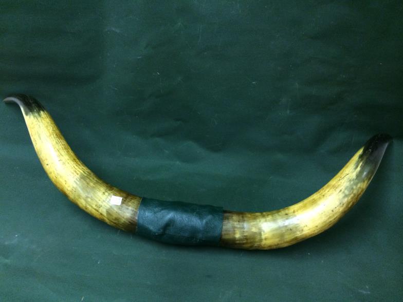 Large Taxidermy Cow Horns To bid live please visit www.yeovilauctionrooms.com