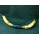Large Taxidermy Cow Horns To bid live please visit www.yeovilauctionrooms.com