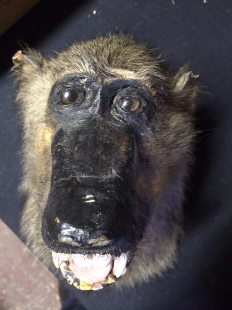 Rare Baboon Taxidermy To bid live please visit www.yeovilauctionrooms.com