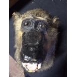 Rare Baboon Taxidermy To bid live please visit www.yeovilauctionrooms.com