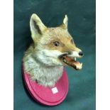 Taxidermy Mounted Fox Head To bid live please visit www.yeovilauctionrooms.com