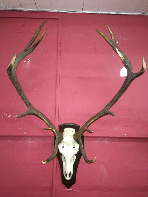 Large Set Of Antlers On Wooden Shield Back To bid live please visit www.yeovilauctionrooms.com