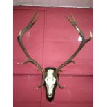 Large Set Of Antlers On Wooden Shield Back To bid live please visit www.yeovilauctionrooms.com