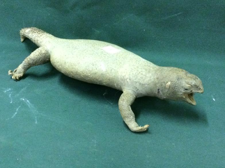 Taxidermy Lizard To bid live please visit www.yeovilauctionrooms.com - Image 2 of 2