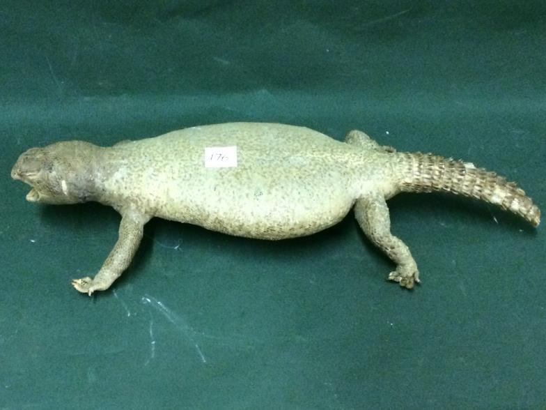 Taxidermy Lizard To bid live please visit www.yeovilauctionrooms.com