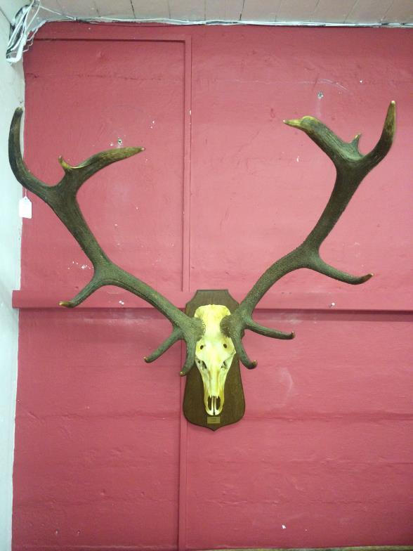 Extroadinary Silver Medal Winning Large Mounted Antlers To bid live please visit www.