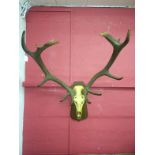 Extroadinary Silver Medal Winning Large Mounted Antlers To bid live please visit www.