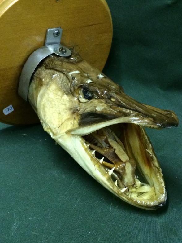 Taxidermy Mounted Pikes Head To bid live please visit www.yeovilauctionrooms.com