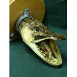 Taxidermy Mounted Pikes Head To bid live please visit www.yeovilauctionrooms.com