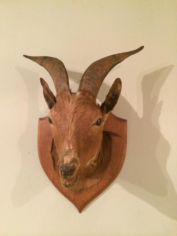 Taxidermy African Goat Head Mount To bid live please visit www.yeovilauctionrooms.com