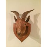 Taxidermy African Goat Head Mount To bid live please visit www.yeovilauctionrooms.com