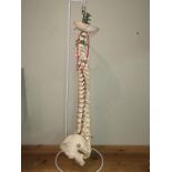 Medical Model Of A Spine, Pelvis On Stand To bid live please visit www.yeovilauctionrooms.com