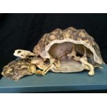 Very Rare Taxidermy Complete Tortoise Used For Educational Purposes Having Shell Cut At The Side