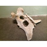 Large Rare Bone, Pelvis, Possibly Of A Camel, Measures 53 cm high x 57 across To bid live please