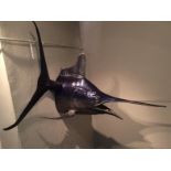 A Fine Quality Marlin Trophy Mount (Head & Tail) Of Extraordinary Dimensions And Quality To bid live