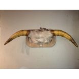 Taxidermy Mounted Cow Horns To bid live please visit www.yeovilauctionrooms.com