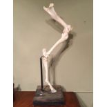 Taxidermy Horse Leg Model On Stand 84cms High To bid live please visit www.yeovilauctionrooms.com