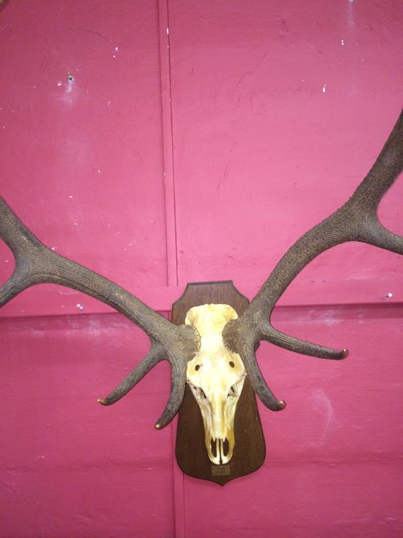 Extroadinary Silver Medal Winning Large Mounted Antlers To bid live please visit www. - Image 2 of 2