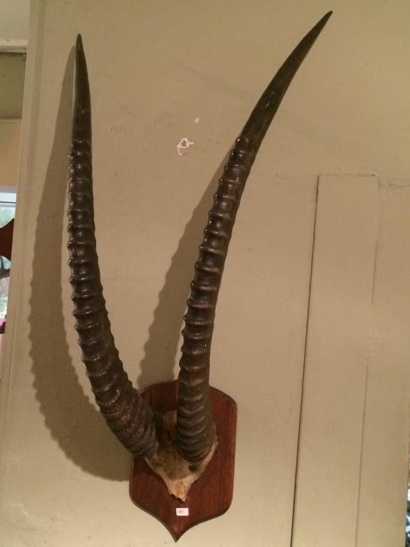Taxidermy Large Set Of SABLE Horns To bid live please visit www.yeovilauctionrooms.com