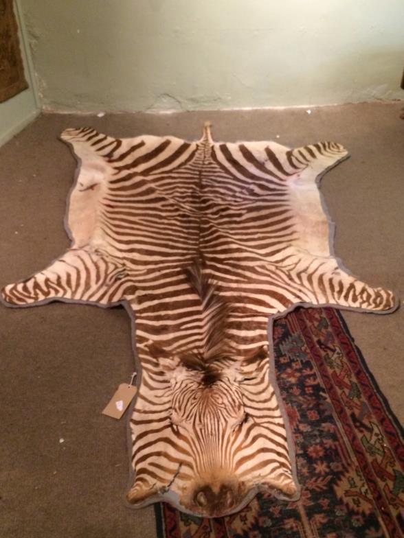 Vintage Zebra Skin To bid live please visit www.yeovilauctionrooms.com