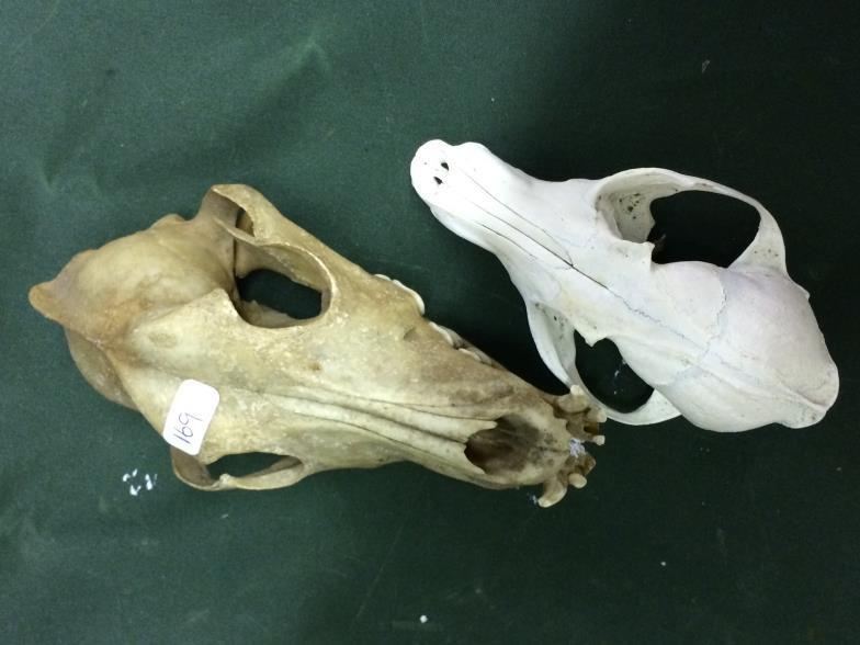 Two Taxidermy Animal Skulls To bid live please visit www.yeovilauctionrooms.com - Image 2 of 2