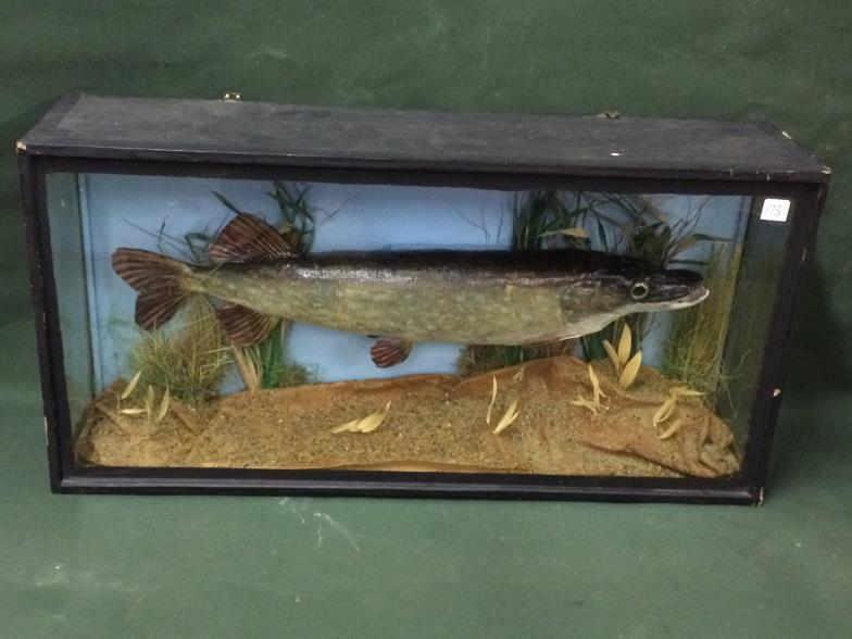A Cased Example Of A Pike (Jack) To bid live please visit www.yeovilauctionrooms.com