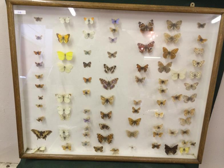 Cased Collection Of Butterfly's To bid live please visit www.yeovilauctionrooms.com