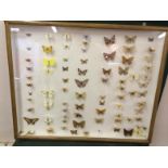 Cased Collection Of Butterfly's To bid live please visit www.yeovilauctionrooms.com