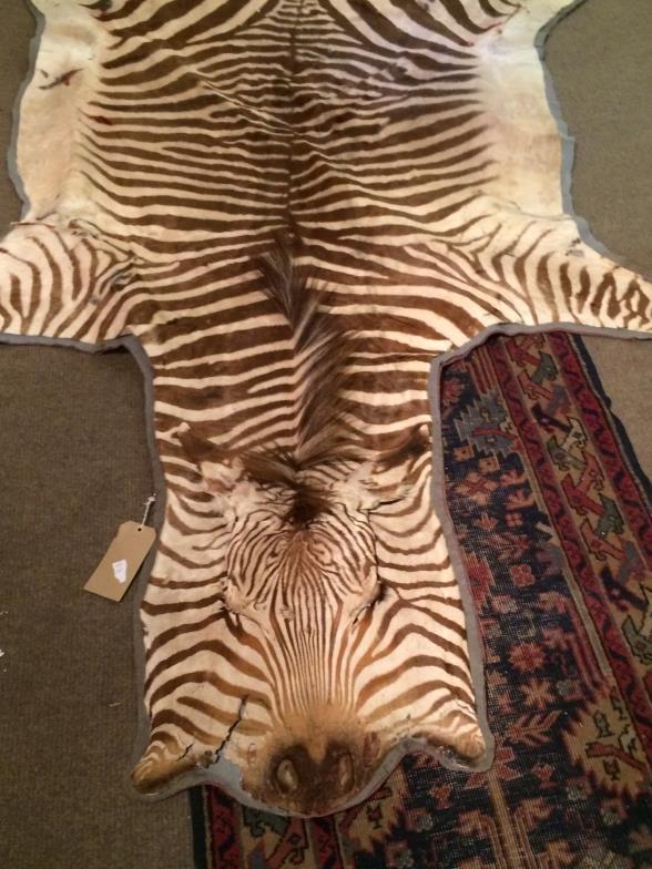 Vintage Zebra Skin To bid live please visit www.yeovilauctionrooms.com - Image 2 of 3